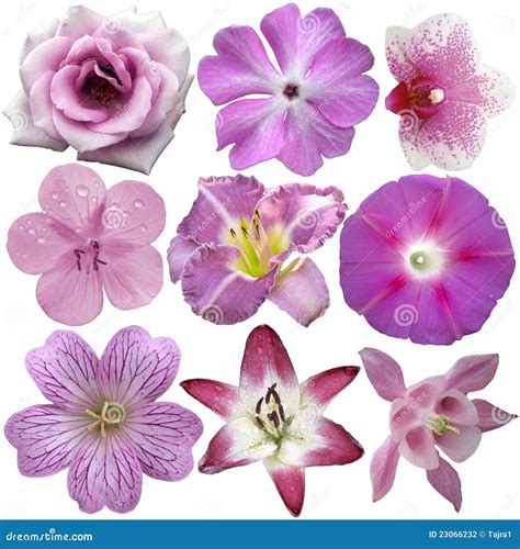 Collection Of Pink And Purple Flowers Stock Photo Image Of Color