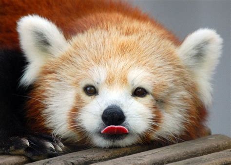 Red Panda Tongue Aww