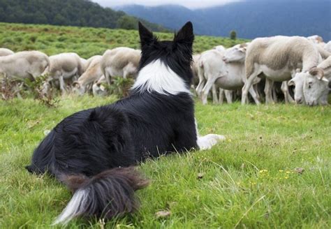 65 Training Border Collie To Herd Cattle Photo Bleumoonproductions
