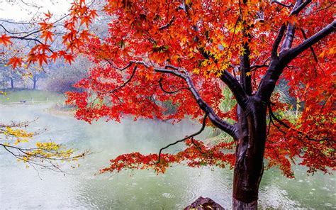 beautiful, Autumn, Maple, Leaf, Fresh, Photography, Rain Wallpapers HD / Desktop and Mobile 