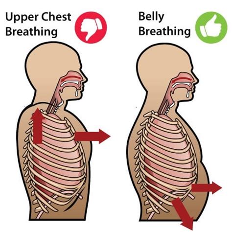 Chest Vs Belly Breathing Sporsalbilgiler