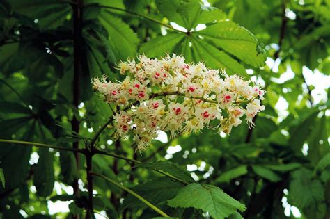 35 White Chestnut Ricarda Vervoorst Blütenessenzen