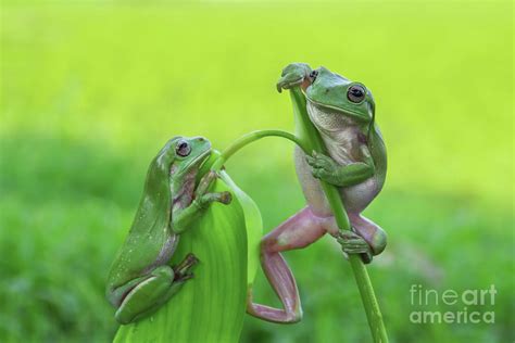 Funny Frog Photograph By Roni Kurniawan