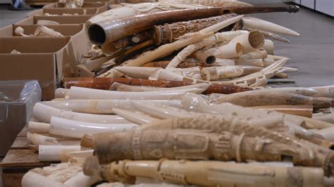 Southern Africas Ivory Delusion • The Revelator