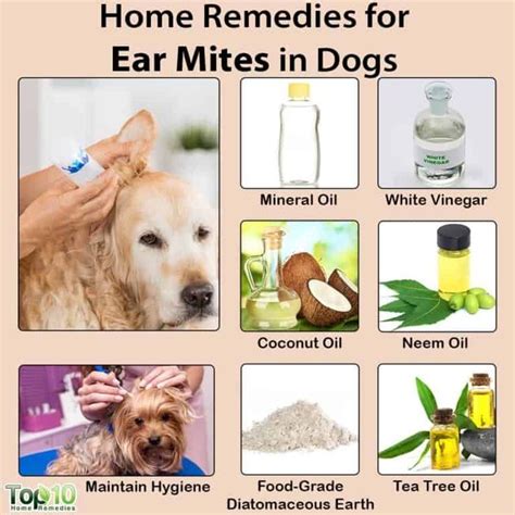 Home Remedies For Ear Mites In Dogs Top 10 Home Remedies Dog