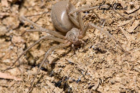 My First Brown Recluse Hopefully Loxosceles Apachea Bugguidenet