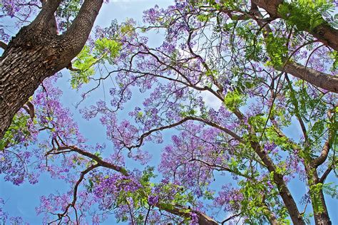 Jacarunda Tree June Bloom In Pilgrim Place In Claremont California