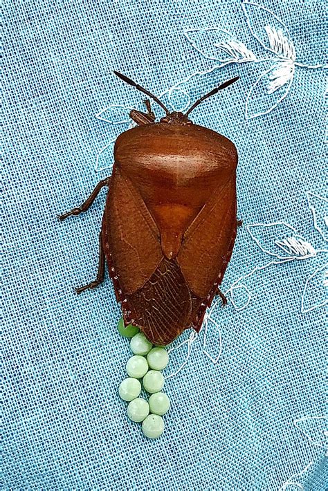 21 Lychee Giant Stink Bug Tessaratoma Papillosa Cathay Camera Club