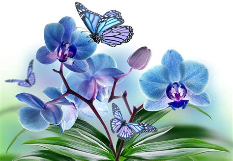 Blue Orchids Flowers Exotic Butterflies Orchids Hd Wallpaper Peakpx
