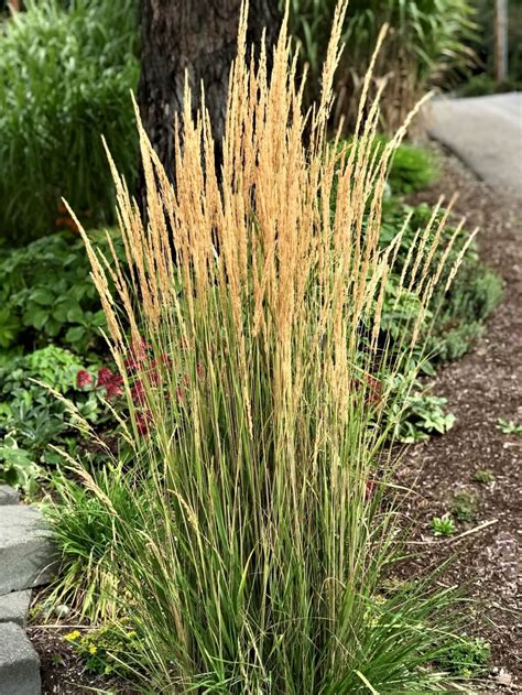 Calamagrostis Acuti Karl Foerster Feather Reed Grass Plants4home