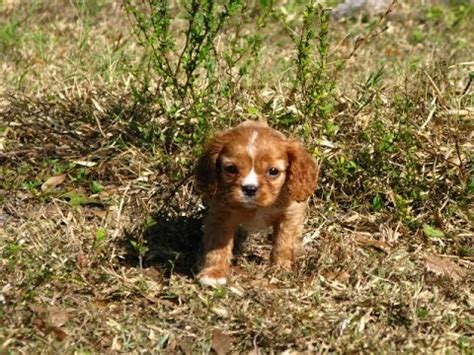 Zac is a very sweet little male cavalier puppy. Cavalier King Charles Spaniel, Puppies, For, Sale, In ...