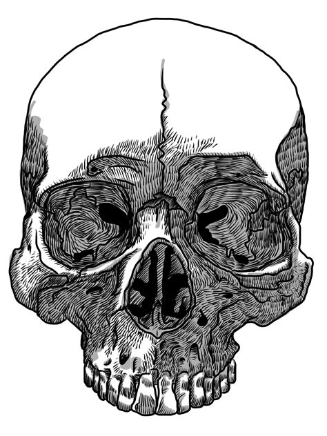 Skull Drawing Transparency And Translucency Clip Art Skull Png