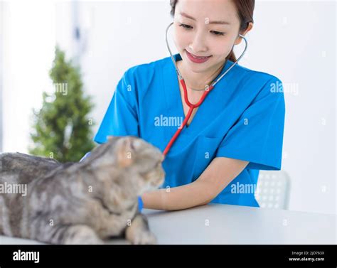 Cat With Veterinarian Doctor At Vet Clinic Stock Photo Alamy