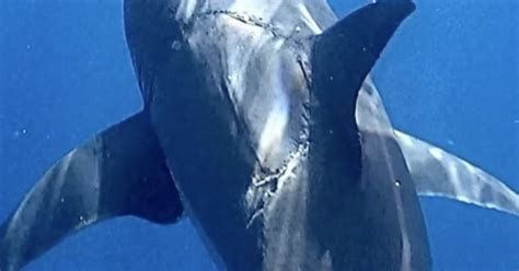 giant bite photographed on huge 15 foot great white shark cbs news
