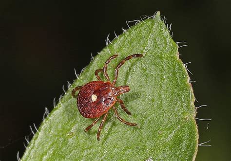 Ticks In Texas Lone Star Tick Causes Lifelong Allergy To Red Meat