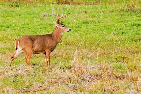 Whitetail Deer Buck Stock Image Image Of Odocoileus 81179675
