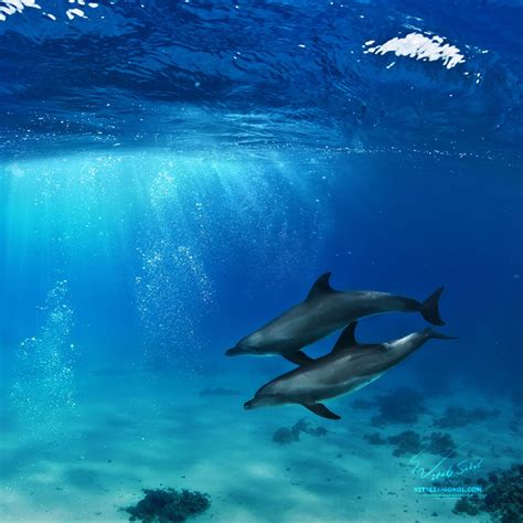 A Pair Of Dolphins Playing In Sunrays Underwater 2 By Vitaly Sokol On