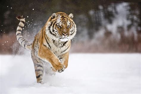 Running Tigers Fresh Hd Wallpapers 2013 Top Hd Animals Wallpapers