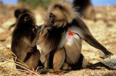 Gelada Baboons Grooming Photograph By Tony Camachoscience Photo Library Pixels