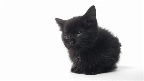 Black kitten images free download by dimitrije cutting. 45+ Very Cute American Shorthair Kitten Pictures And Photos