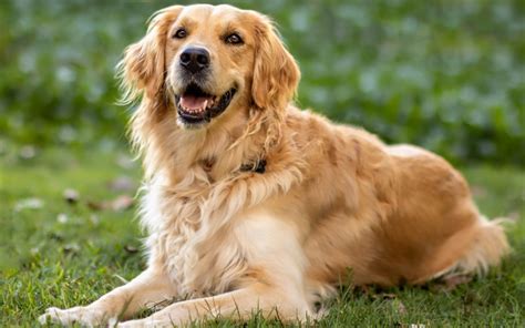 Download Wallpapers Golden Retriever Big Brown Dog Cute Animals