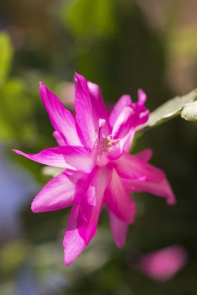 This species has got multiple varieties with. Succulents That Have Long Stems With Pink Blooms | Home ...