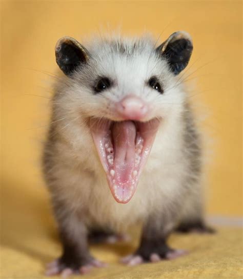 Wally The Opossum Animals And Pets Baby Animals Funny Animals Cute