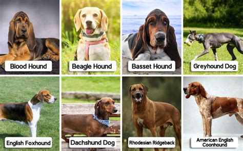 8 Hound Dog Breeds That Wikipedia Will Not Tell You About