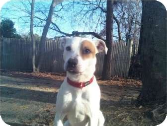 pickles adopted dog pocasset ma jack russell terrierpit bull terrier mix