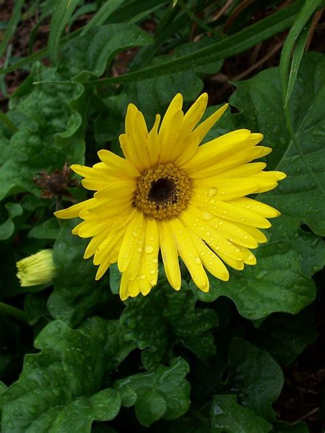 Yellow Shasta Daisy 06 07 Flickr Photo Sharing