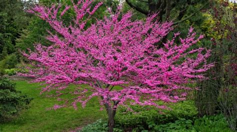 Prodotto include questo prodotto include 3 formati di file: Albero di giuda: l'albero con i fiori rosa, la leggenda