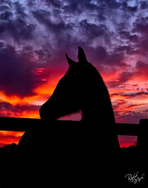 Sunset Beautiful Horses Photography Horse Pictures Horse Wallpaper