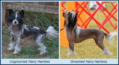 About The Chinese Crested Dog