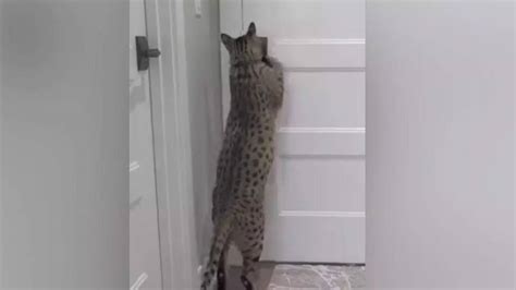 Savannah Cat Bags Guinness World Record By Becoming The Tallest Living