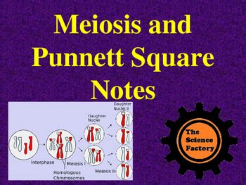 Meiosis And Punnett Square Notes PowerPoint By The Science Factory