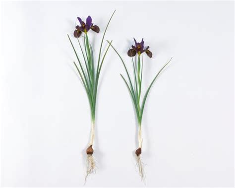 All About Dutch Iris