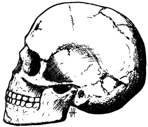 Fileqafzeh Skull 11png