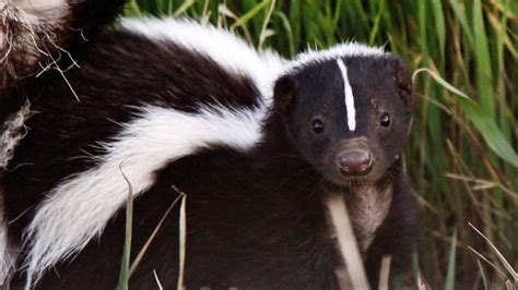 Its Skunk Mating Season In Kentucky And You Can Smell It