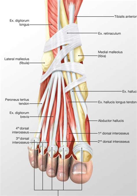 Foot Dorsal Muscles 3d Illustration Price