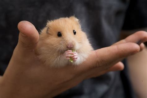 Extremely Cute Hamster Hamster Pics Cute Hamsters Hamster