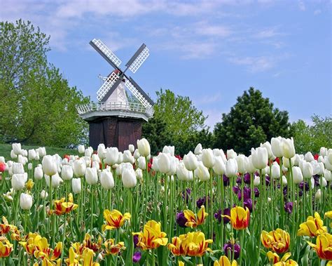 Những địa điểm Ngắm Hoa Tulip ở Hà Lan đẹp Tựa Thiên đường