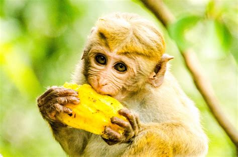 Sri Lankan Wildlife 10 Pictures In Pohang