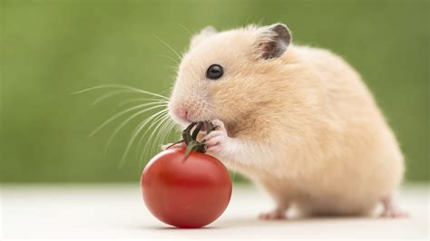 Hamster Wallpapers Best Wallpapers