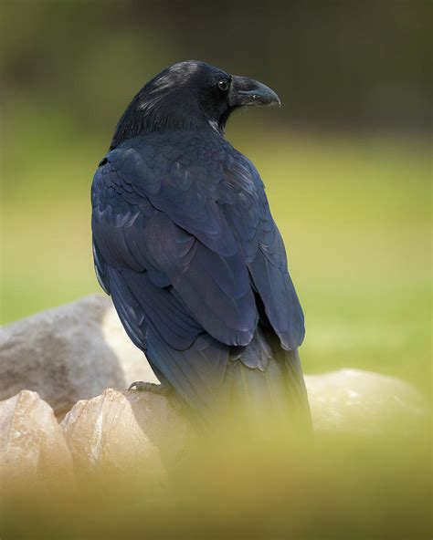 Common Raven Corvus Corax Photograph By Maresa Pryor Pixels