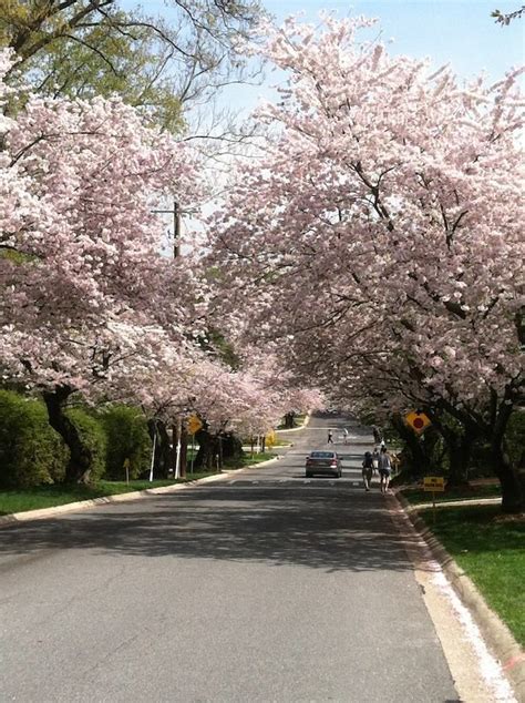 Washington Dc Cherry Blossoms Cherry Trees In Kenwood Maryland Bethesda Maryland Cherry Tree