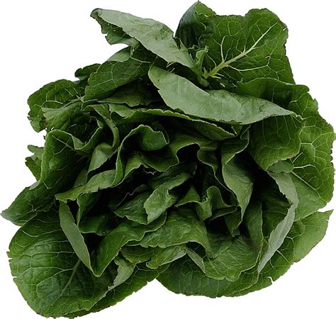 (baby spinach) is a relatively new leaf vegetable crop in zimbabwe, so the agronomic performance is unknown. Spinach: Planting, Growing and Harvesting Spinach Plants ...