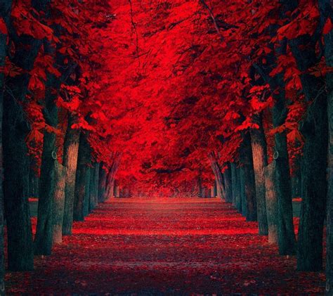 57 Iphone Red Nature Wallpaper Foto Terbaik Postsid