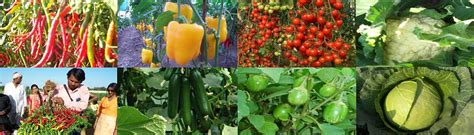 Variety In Vegetable Nursery Provides Var Flickr
