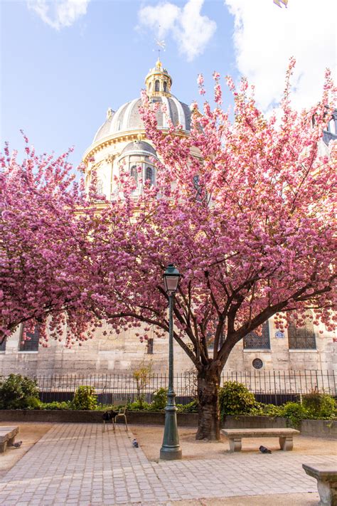 Cherry Blossoms In Paris My French Country Home