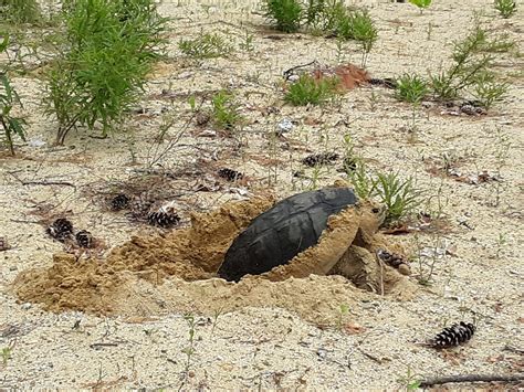 Protecting Snapping Turtle Nests